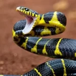شركة مكافحة الثعابين بابها